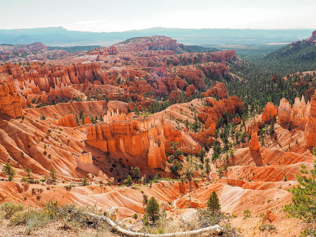 Beautiful hoodoos in Bryce Canyon glowing in the sun