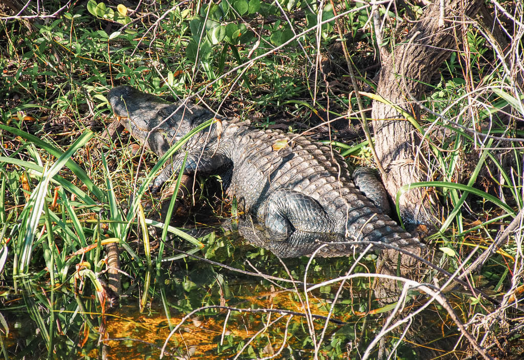 Alligator laying on the gras on the Shark Valley Loop in Everglades National Park