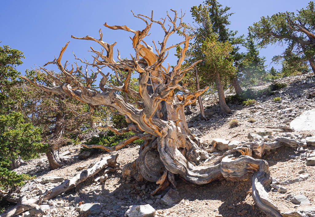 Twisted Bristlecone Tree in the sun