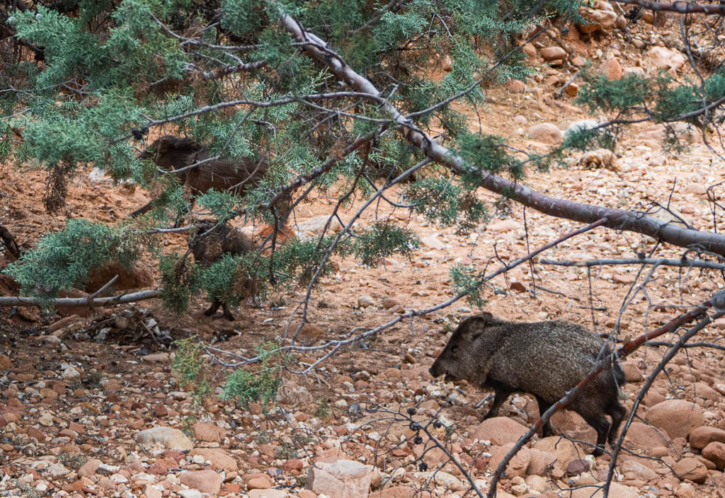 Javalina running into the bush i