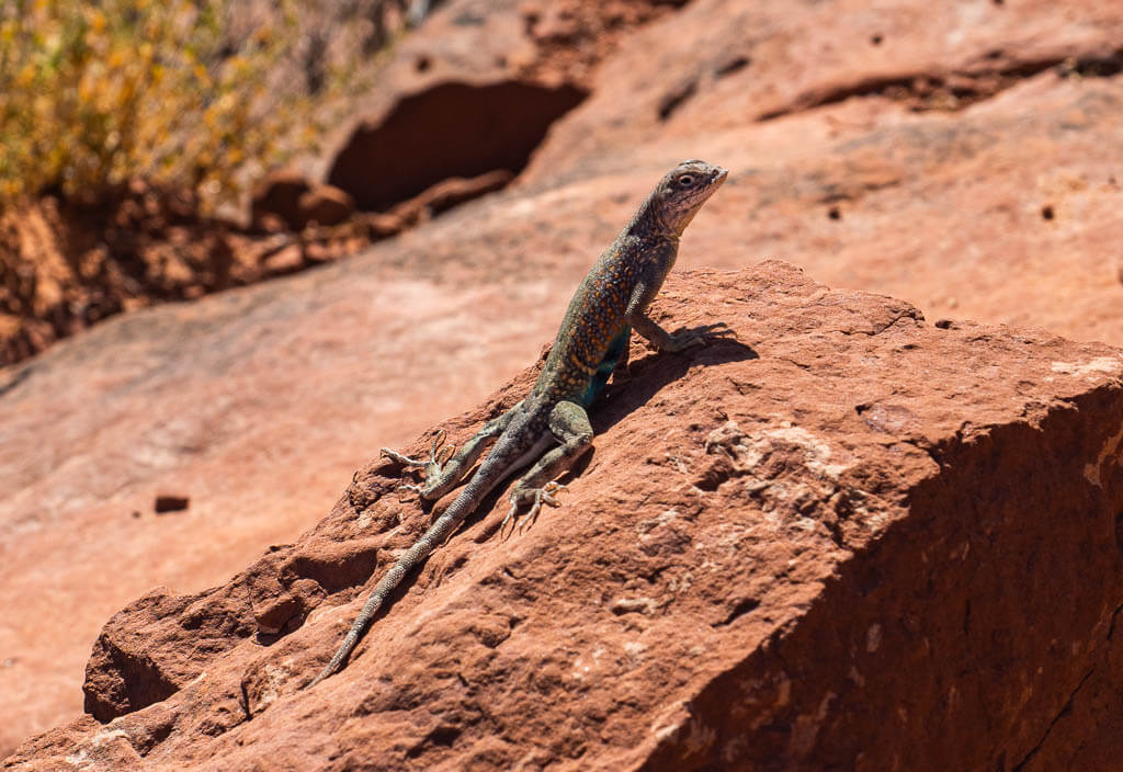 Lizard on a rock on the Cathedral Rock trail
