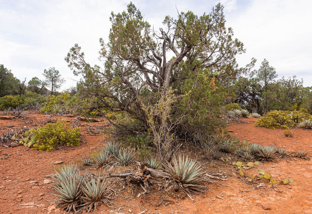 Desert plants on the Devils Bridge hike