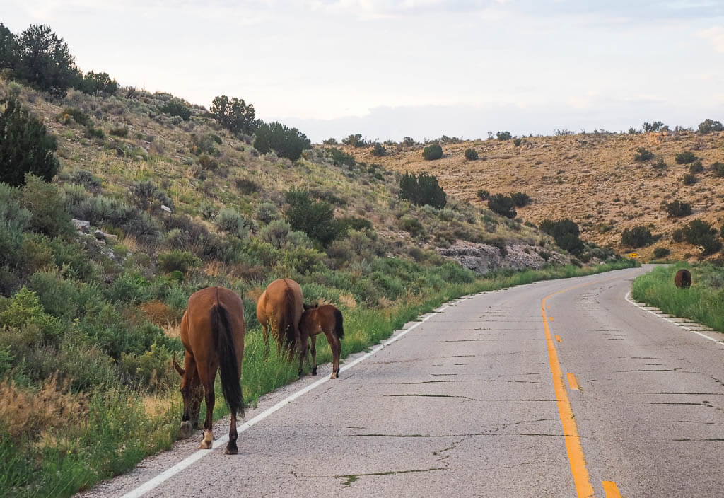 Wild horses on our way to the trailhead