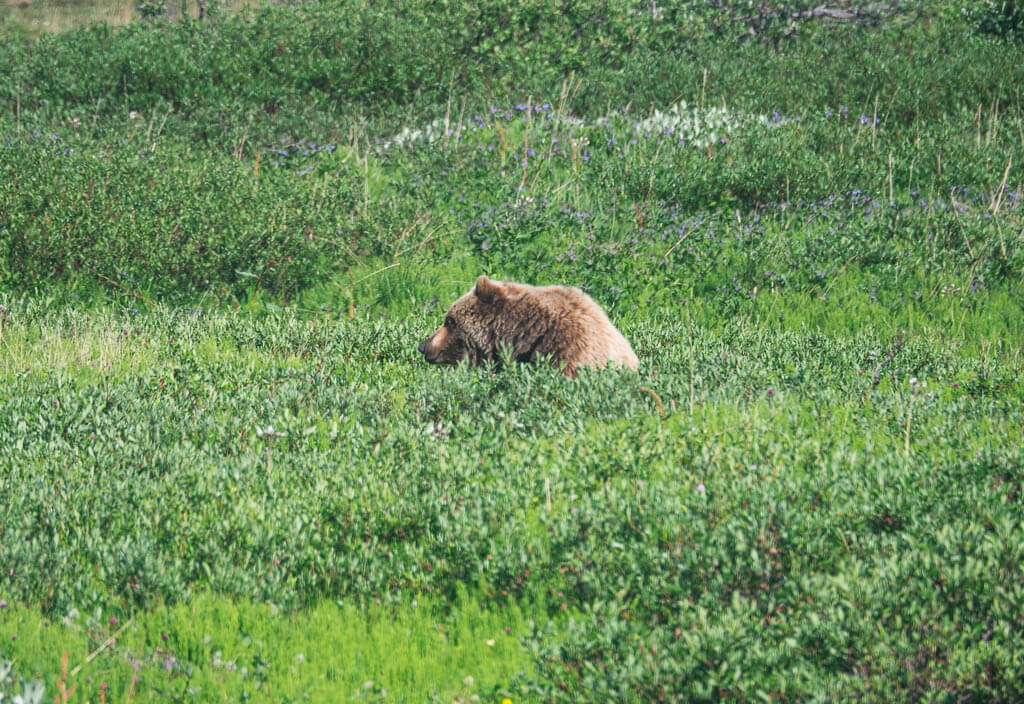 A bear laying down in Denali National Park