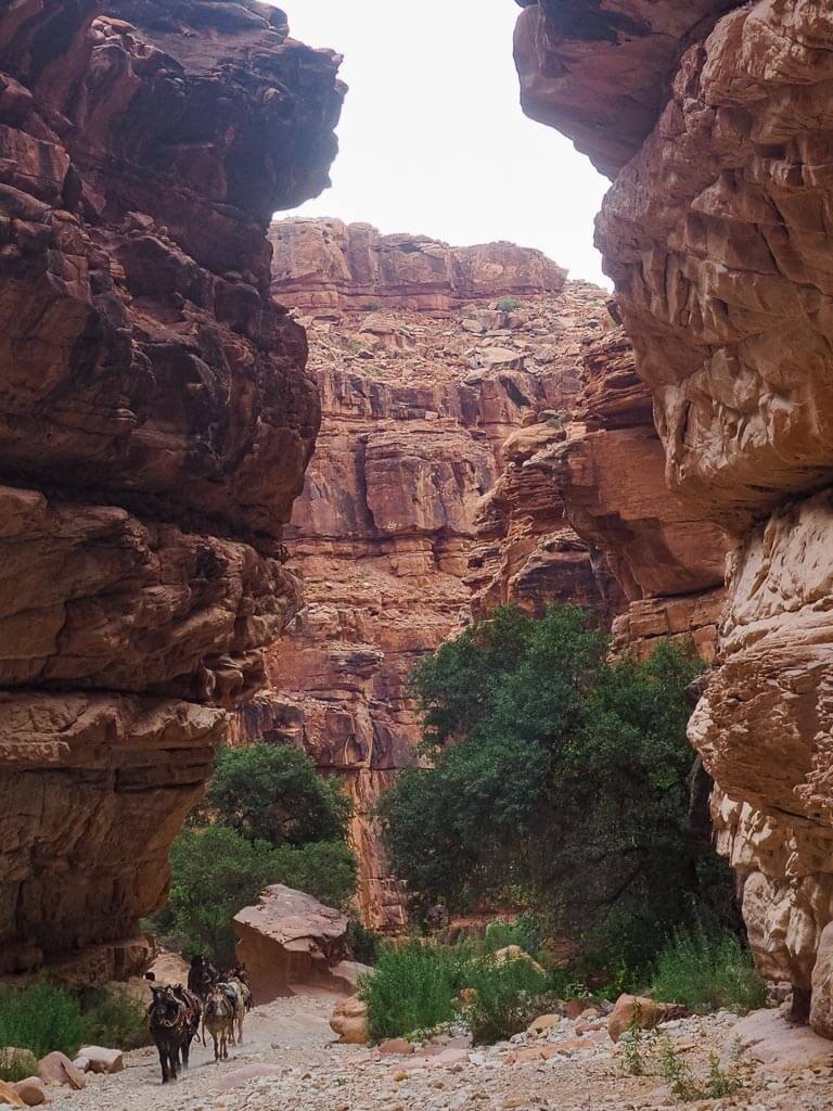 Mules running on the Havasu trail