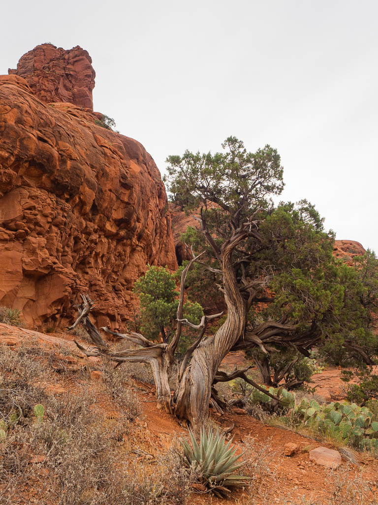 Twisted Juniper tree