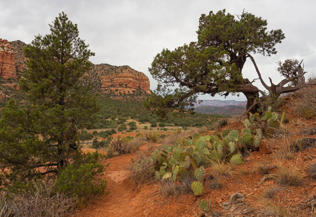 Bell Rock hiking trail with twisted Juniper trees