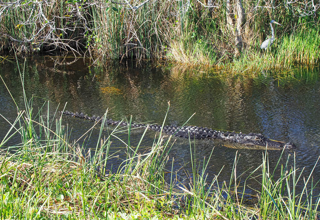 An alligator swimming in the Everglades National Park