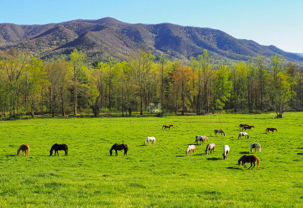 Cades Cove Loop Road should be on your National Parks on the east coast road trip