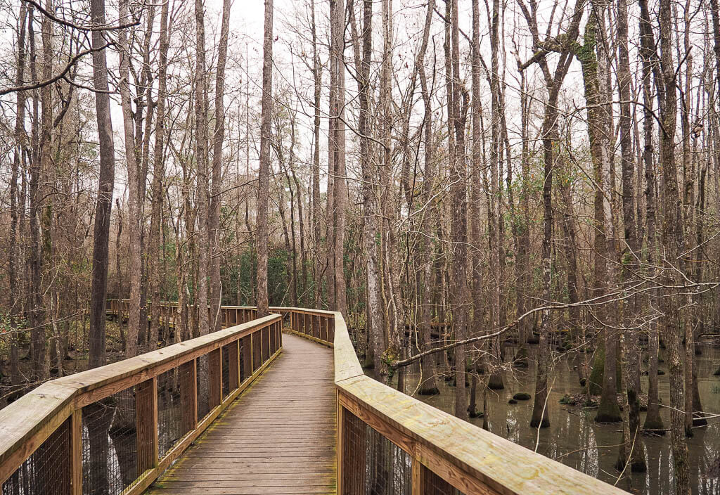 Boardwalk Loop Trail Congaree National Park