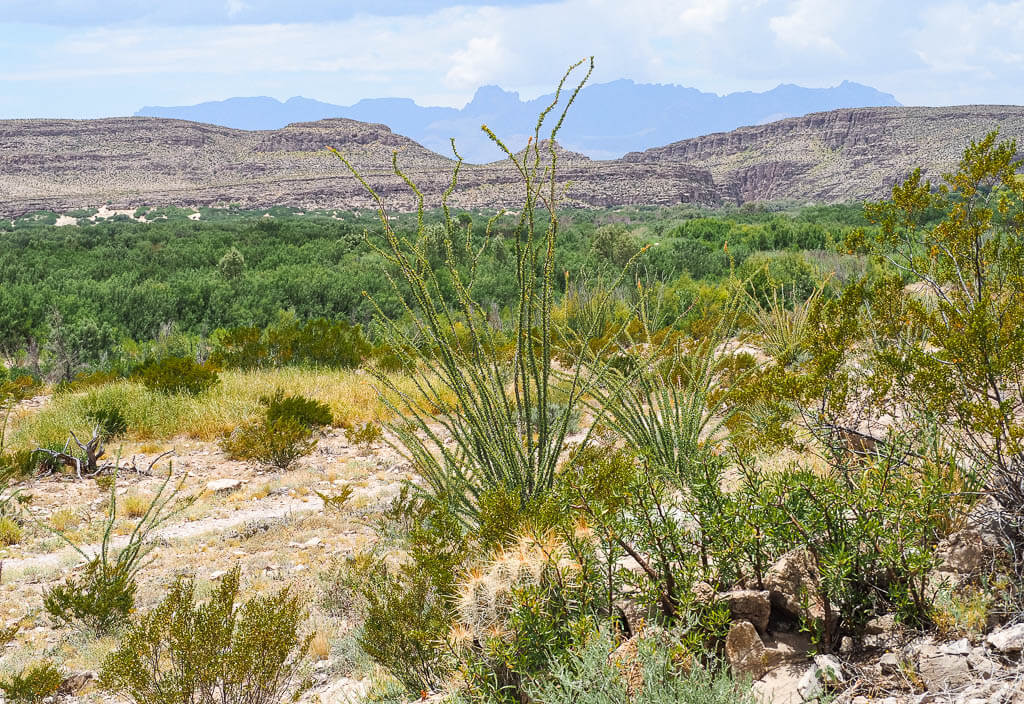 Desert Plants in Big Bend National Park