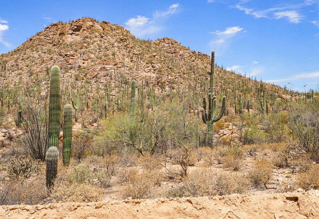 Saguaro cacti in front of desert mountains