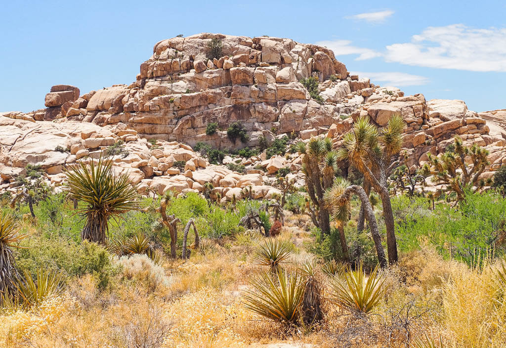 You can find Joshua trees in this National Park list by state