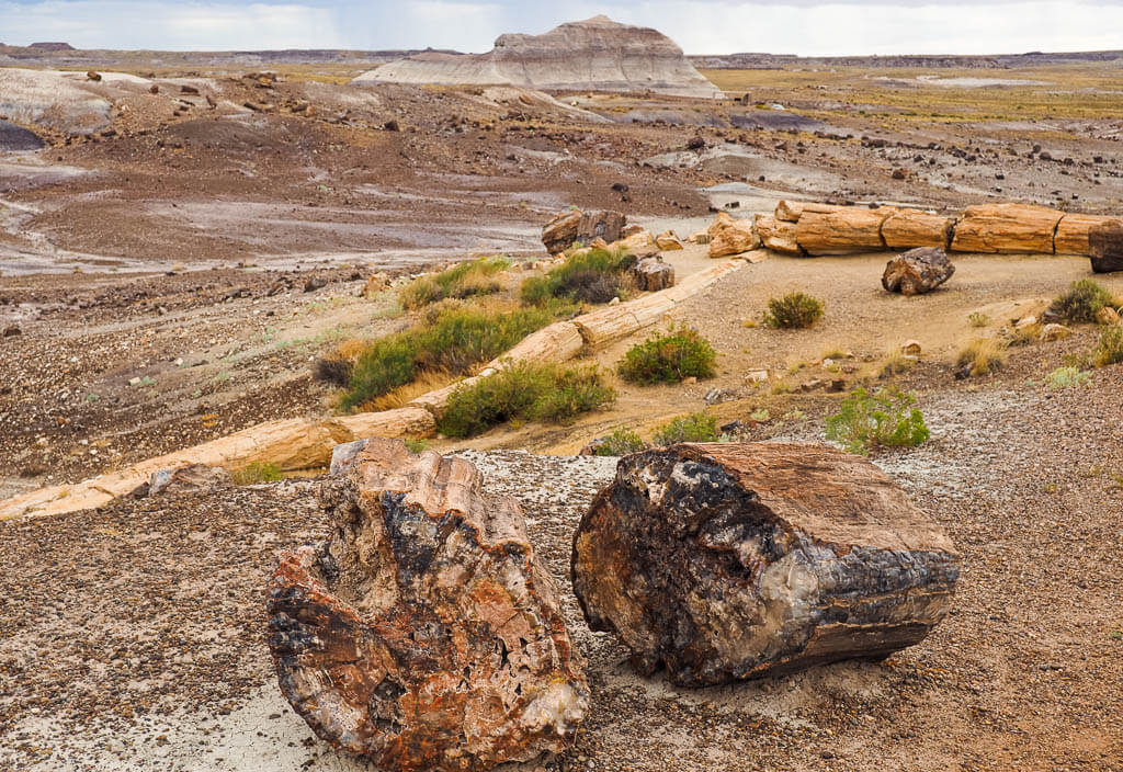 Petrified wood in front of the rough dry landscape
