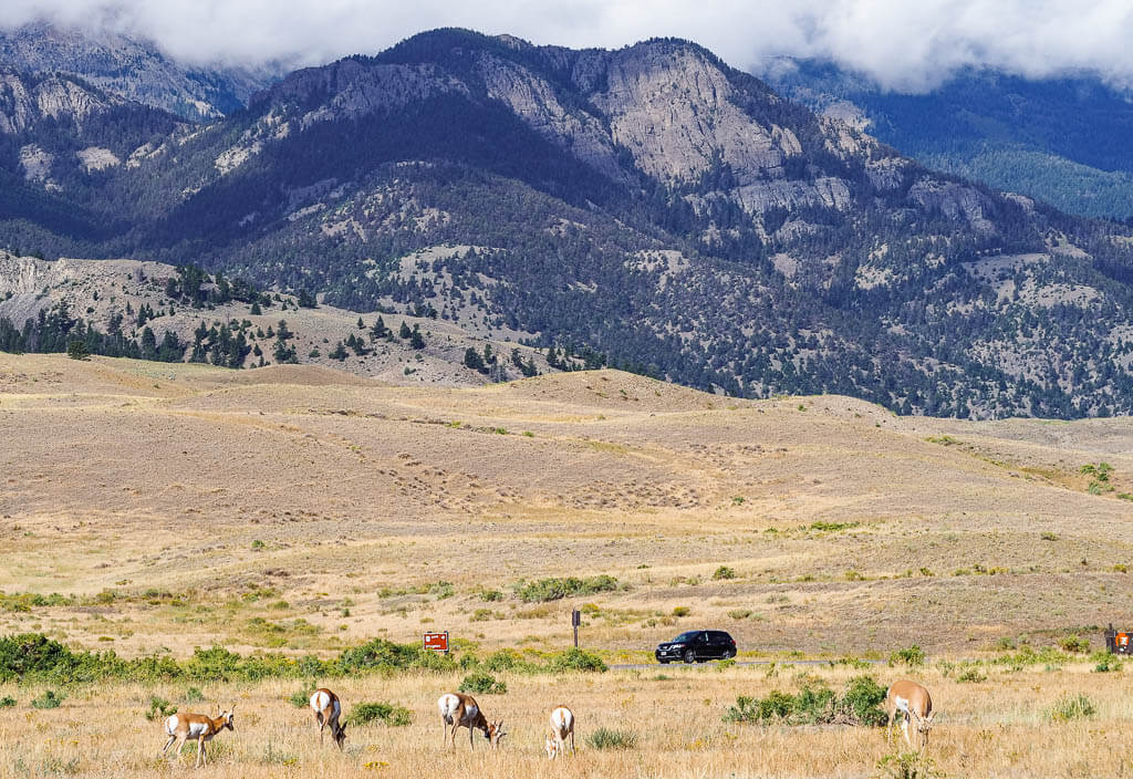 Pronghorn eating next to the road in Yellowstone