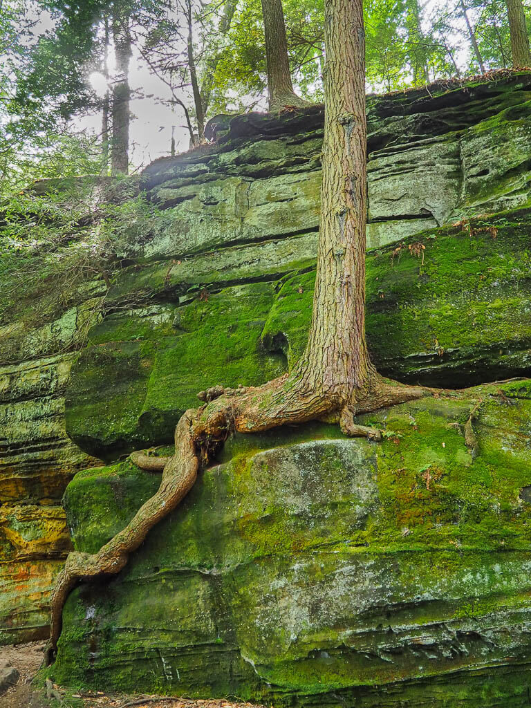 Tree on rock formations with roots trying to reach the ground