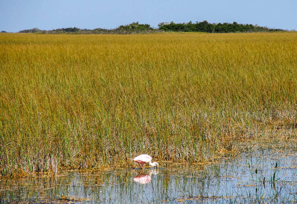 The Everglades are the only swamp in the National Park list by state