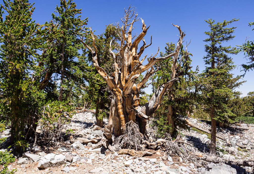 Bristlecone pine in Great Basin National Park in the US
