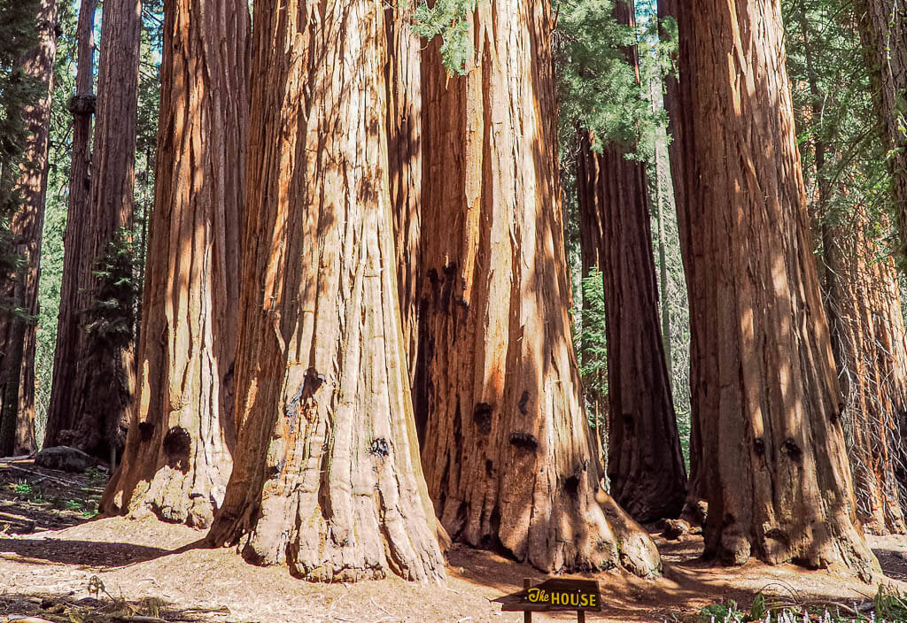 Massive Sequoia trees in Sequoia National Park