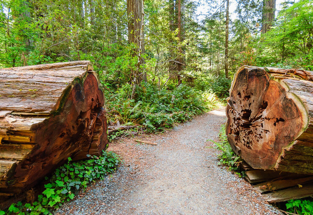 Cut Redwood tress next to the hiking trail in Redwoods National Park