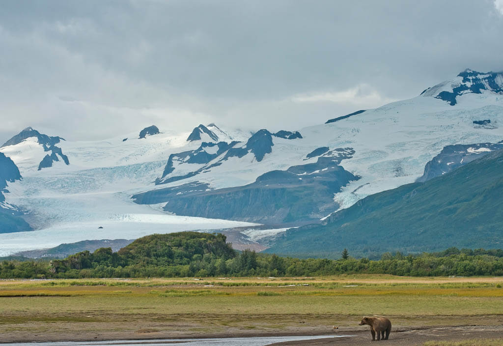 A brown bear is walking next to the stream in Katmai National Park