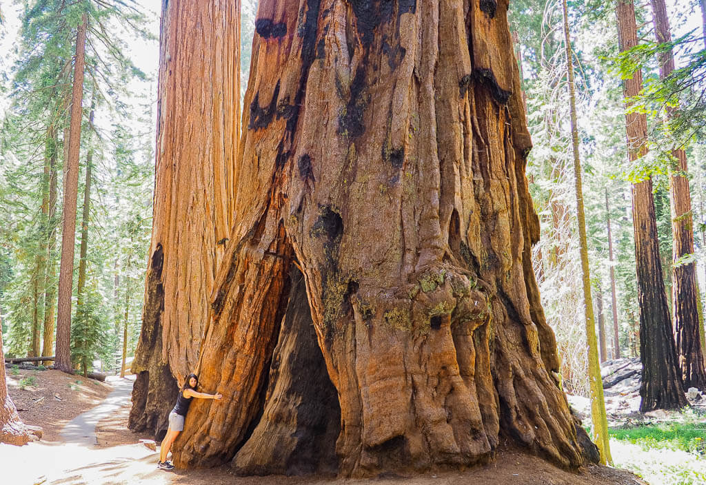 Dana hugging a massive tree in one of the west coast national parks.