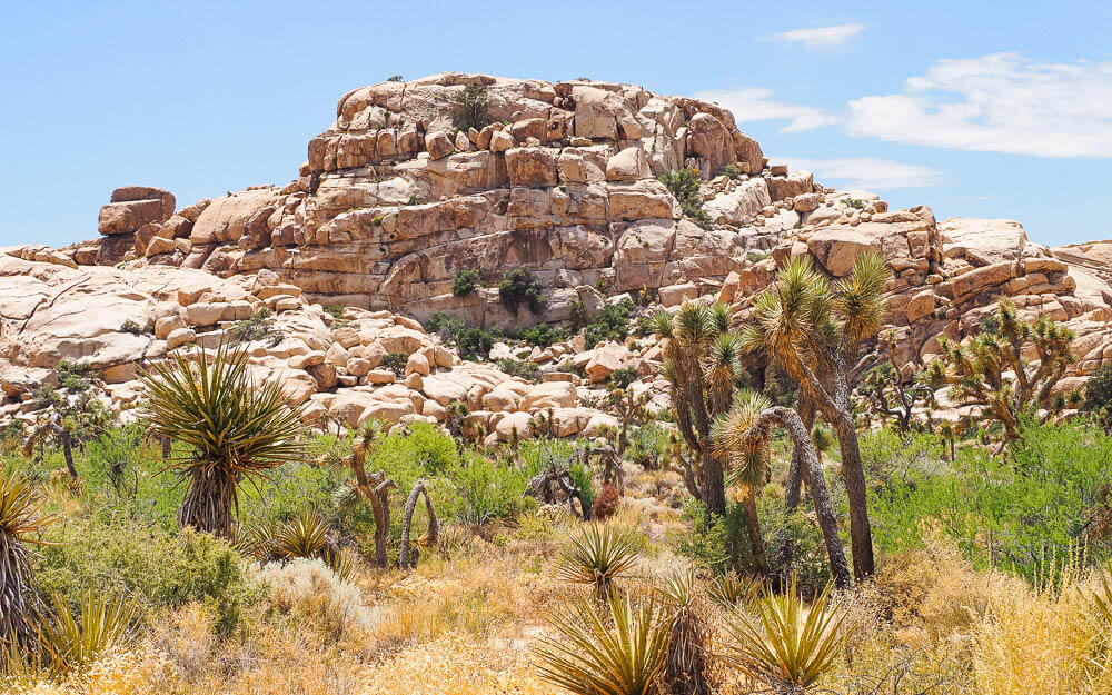 Rock formations and the famous Joshua Tree
