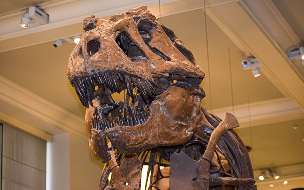 Check out the dinosaur skeleton in new york at night during you overnight stay at the Museum of Natural History