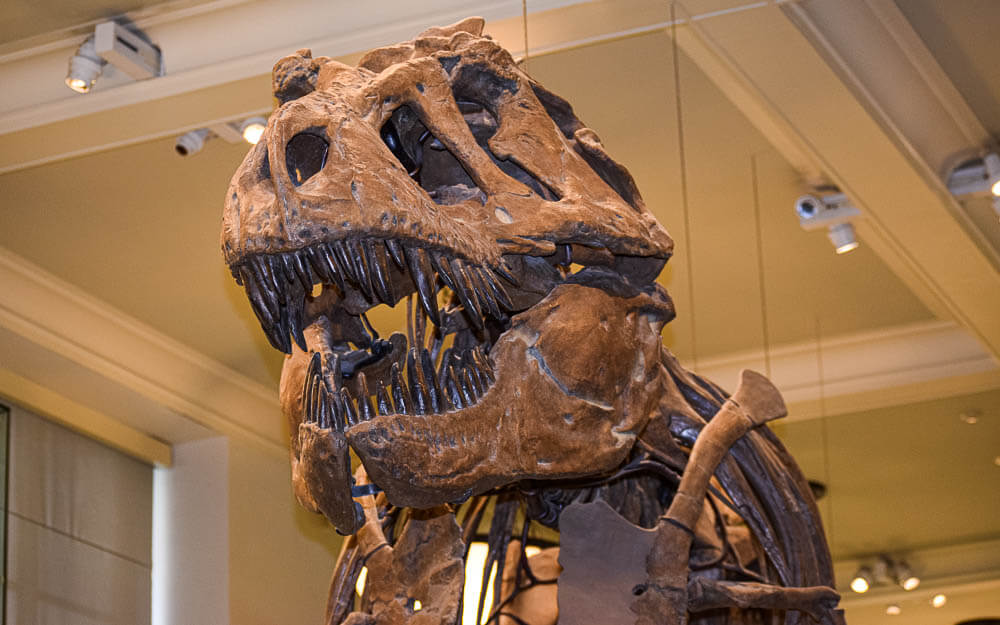 Dinosaur Skeleton in one of the best places in Manhattan, the Museum of Natural History