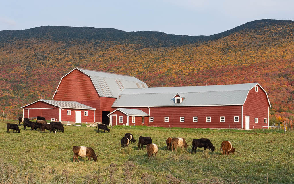 For one of the best farm road trips from New York drive to Vermont
