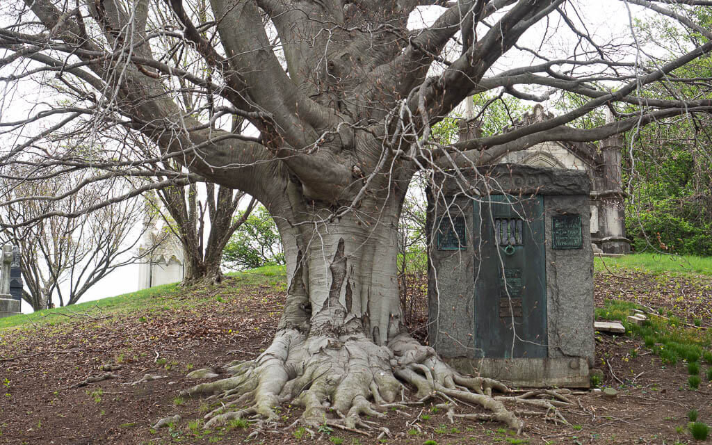 Old trees in between the gravestones on Green-Wood Cemetery