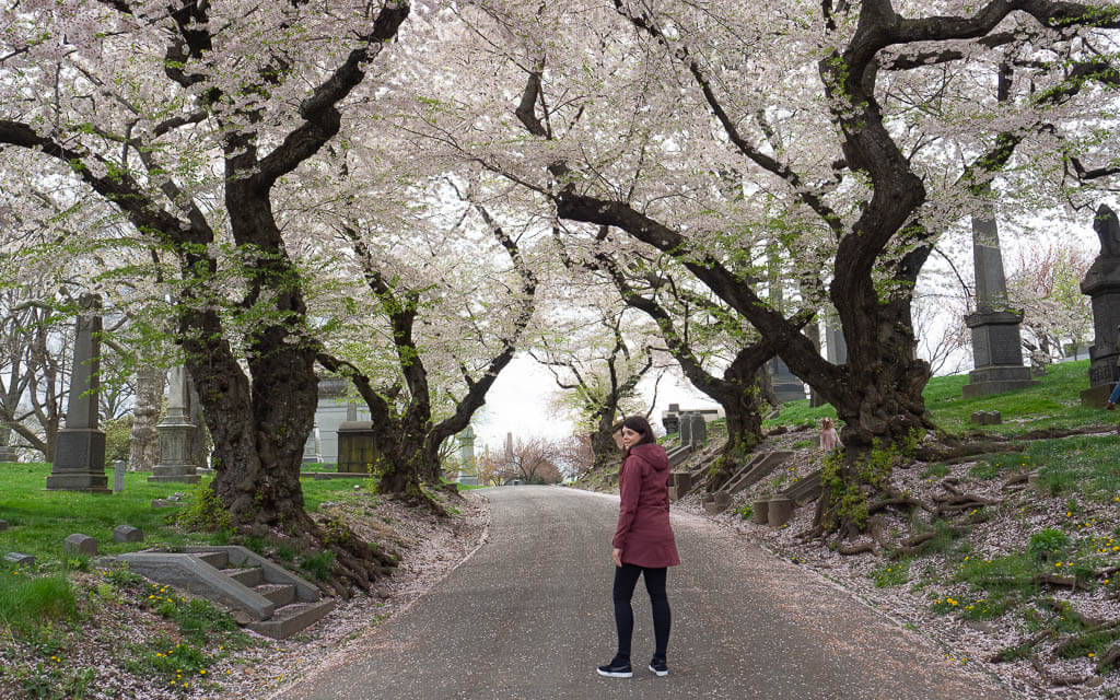 Cherry Blossoms in full bloom on Green-Wood Cemetery