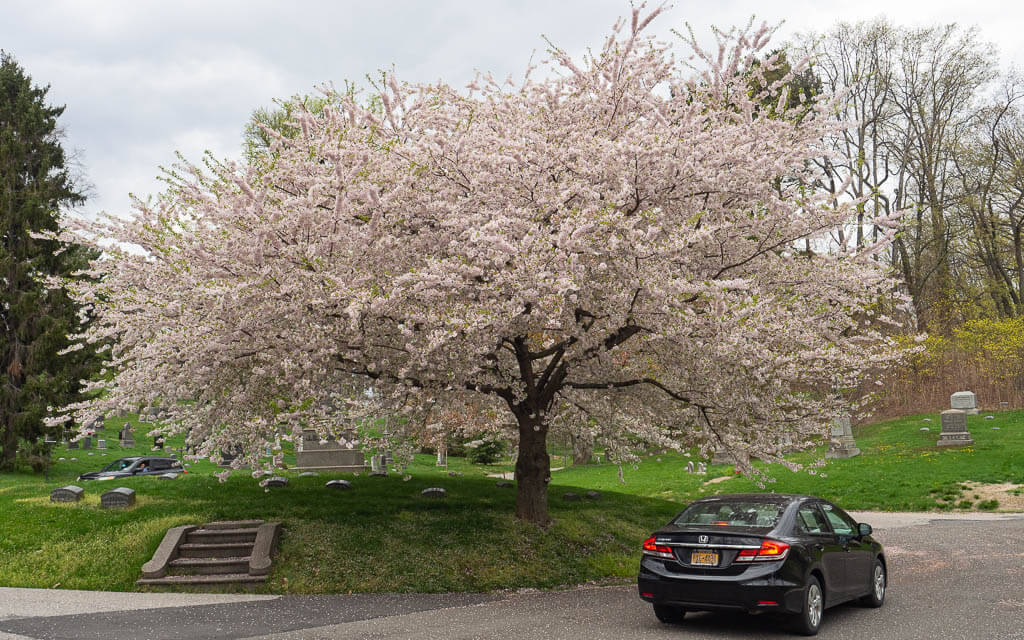 Cherry Blossom tree on the self drive Green-Wood Cemetery