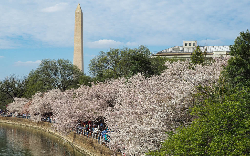 Washington DC is one of the best road trips from New York during the cherry blossom season