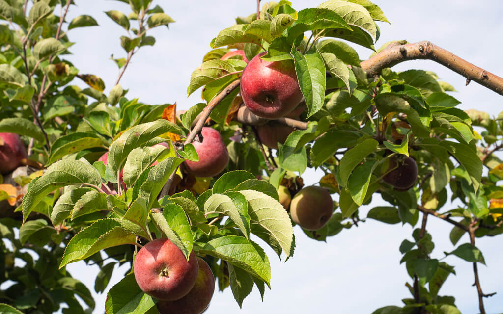 Branch of apple tree