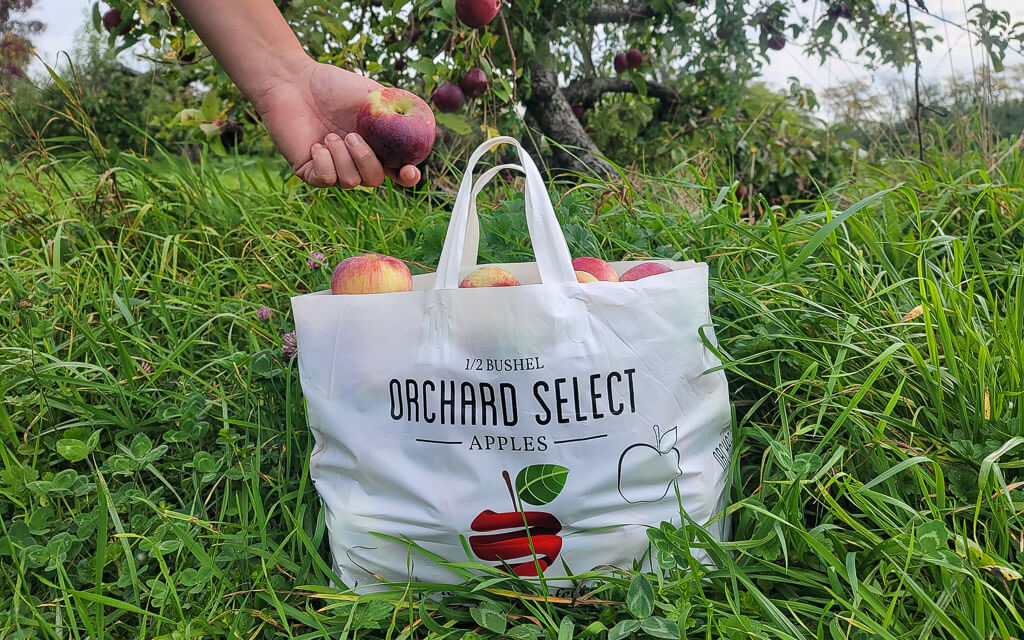 Rachel is apple picking in Hudson Valley