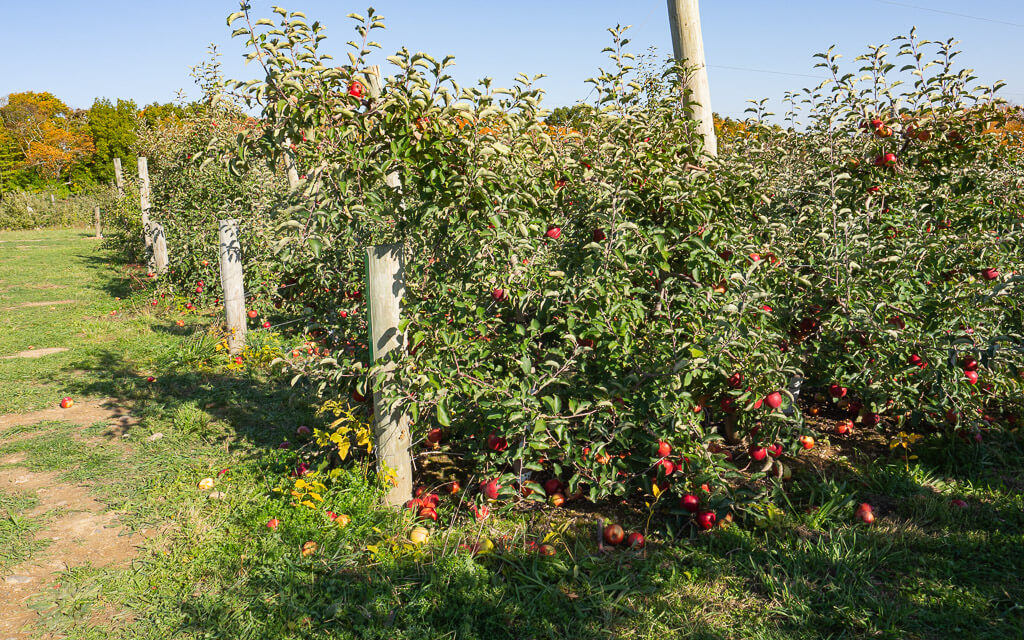 Row of apple trees
