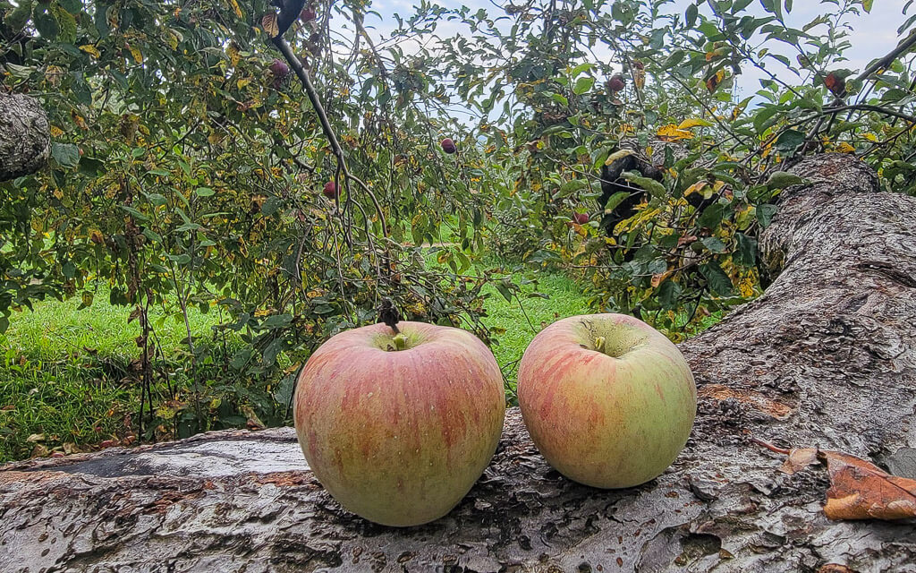 Two apples on a branch