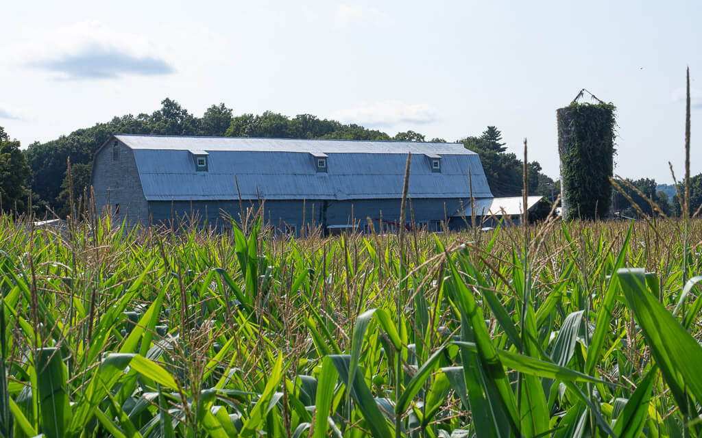 Corn maze with an old barn in the background