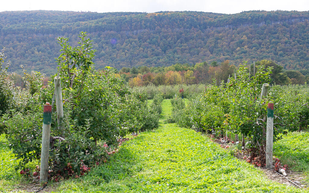Apple picking in Hudson Valley in the fall