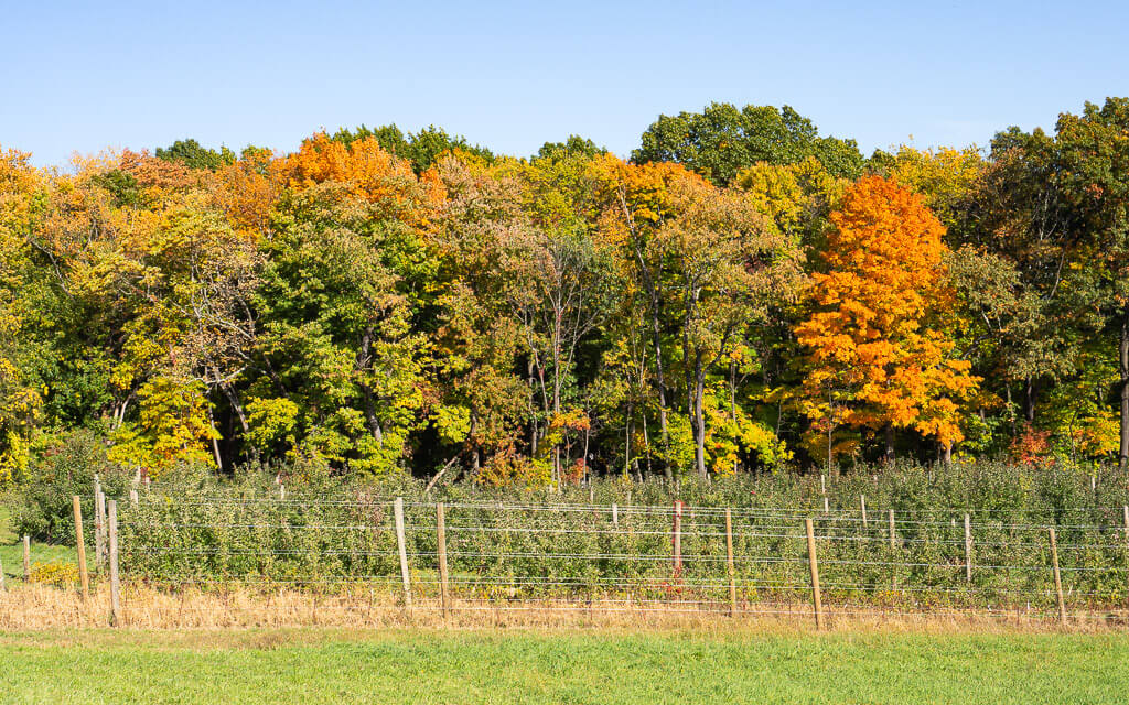 Apple trees in front of colourful trees