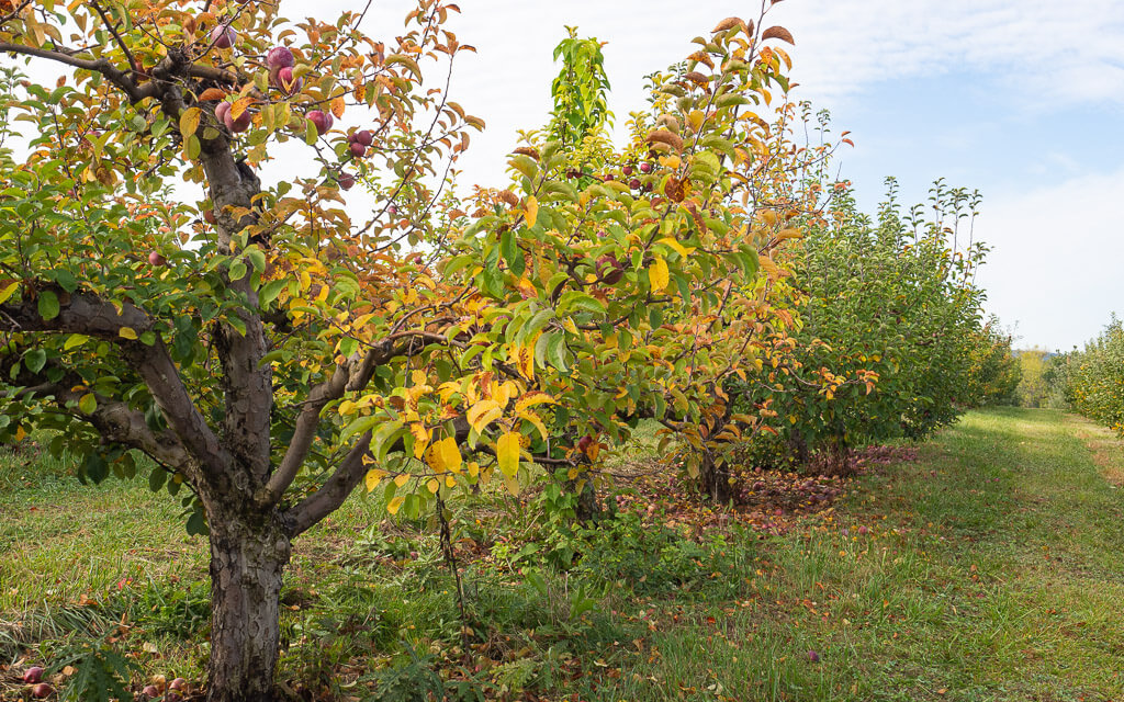 Apple picking in Hudson Valley in the fall