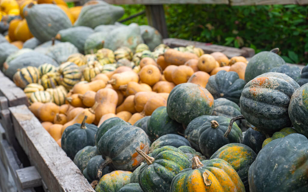 Different pumpkins in different boxes